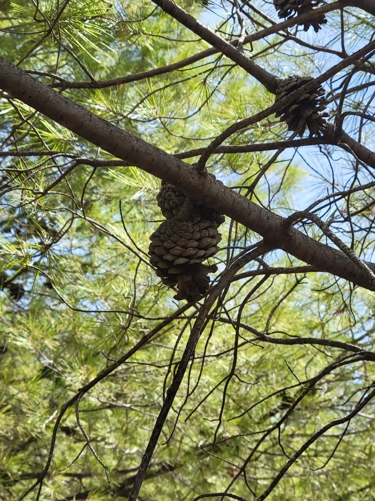 Pinus Halepensis