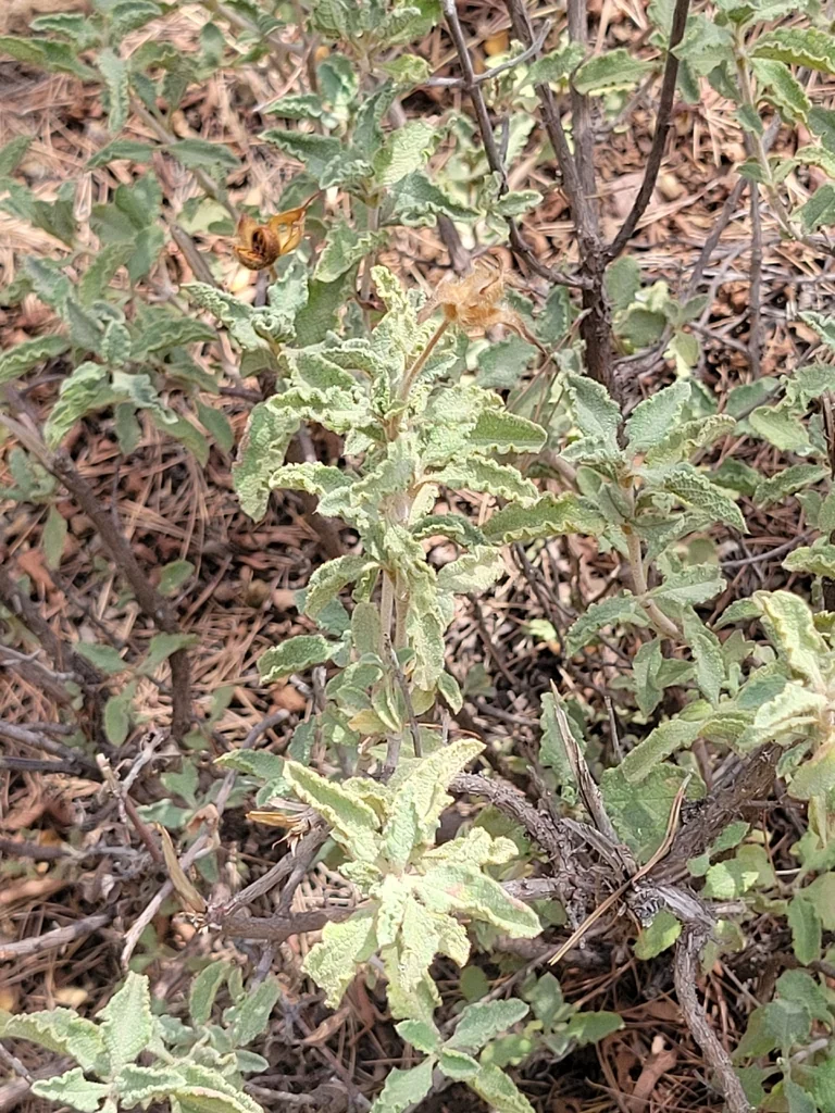 Cistus Creticus