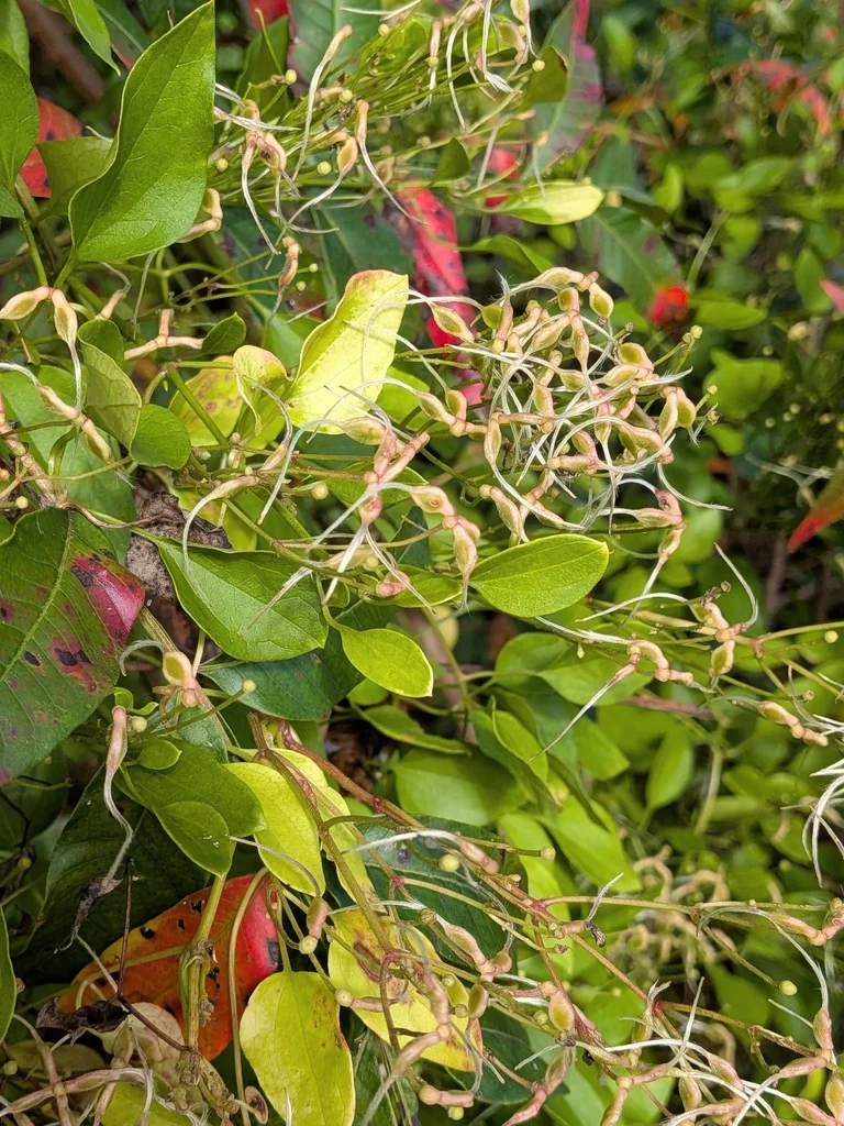 Clematis Ternifolia