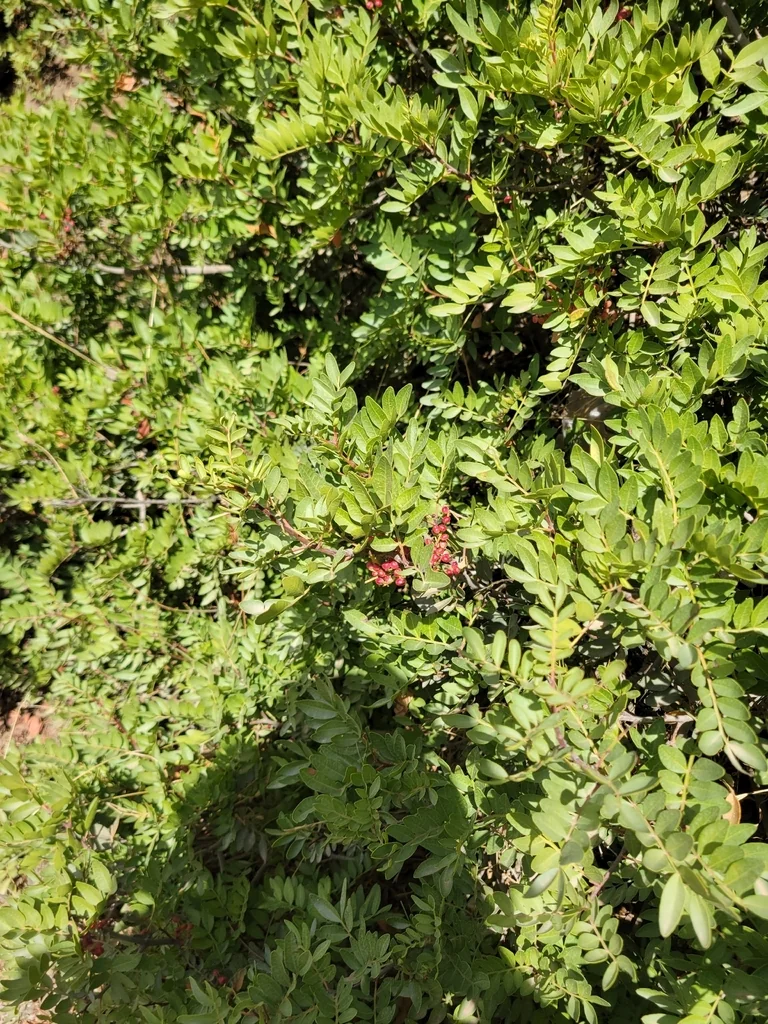 Pistacia Lentiscus