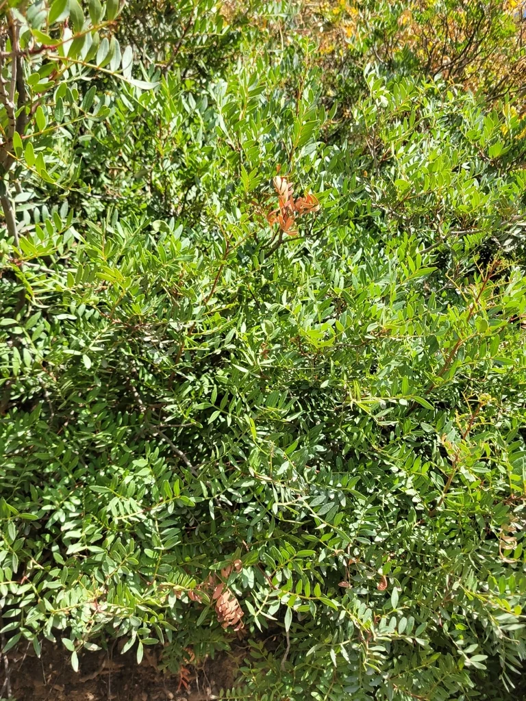 Pistacia Lentiscus