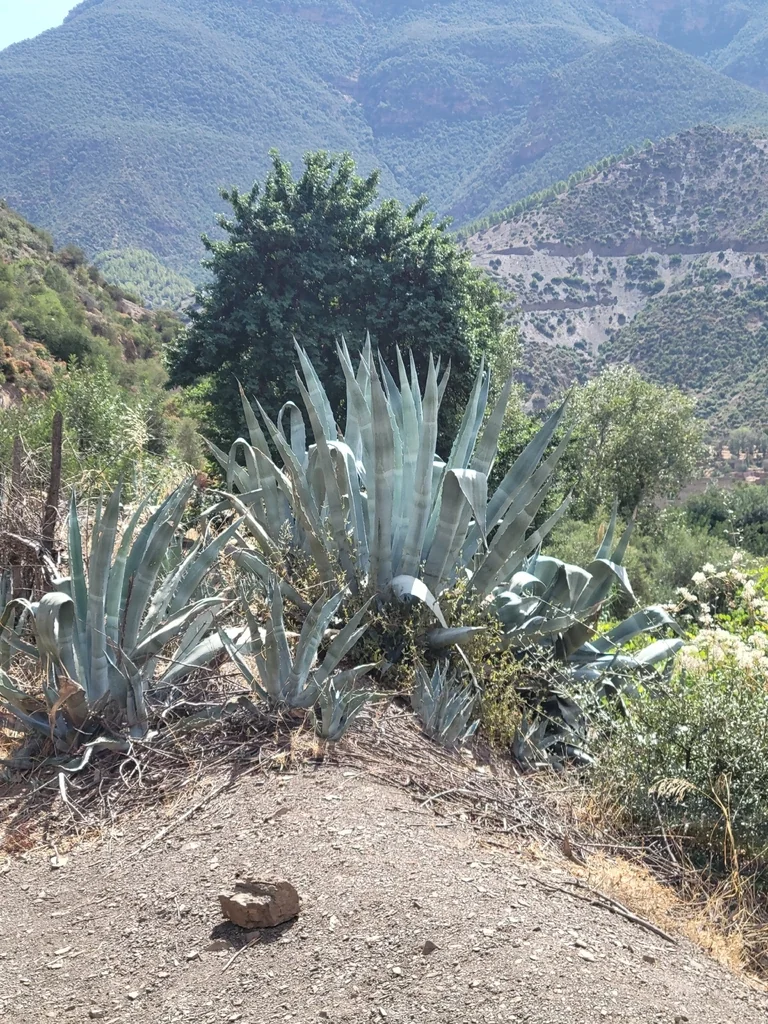 Agave Americana V. Marginata