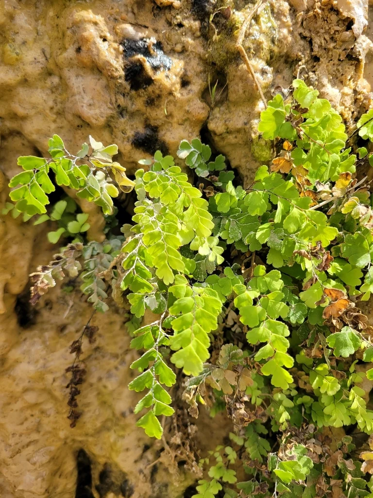 Adiantum Capillus-Veneris