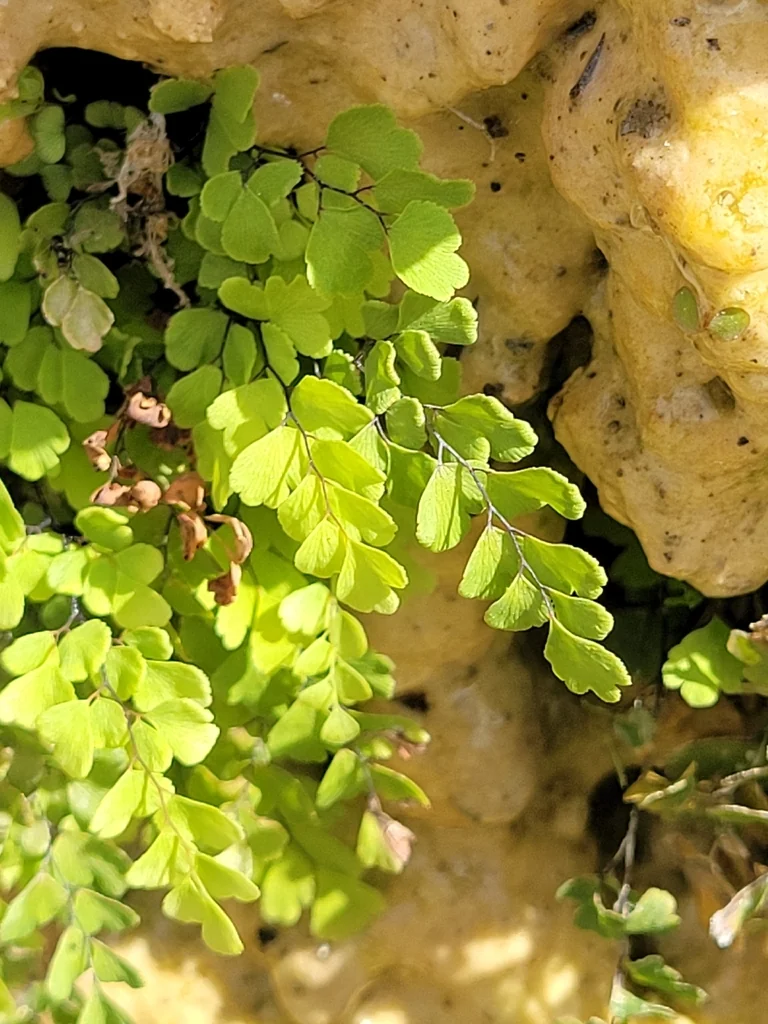 Adiantum Capillus-Veneris