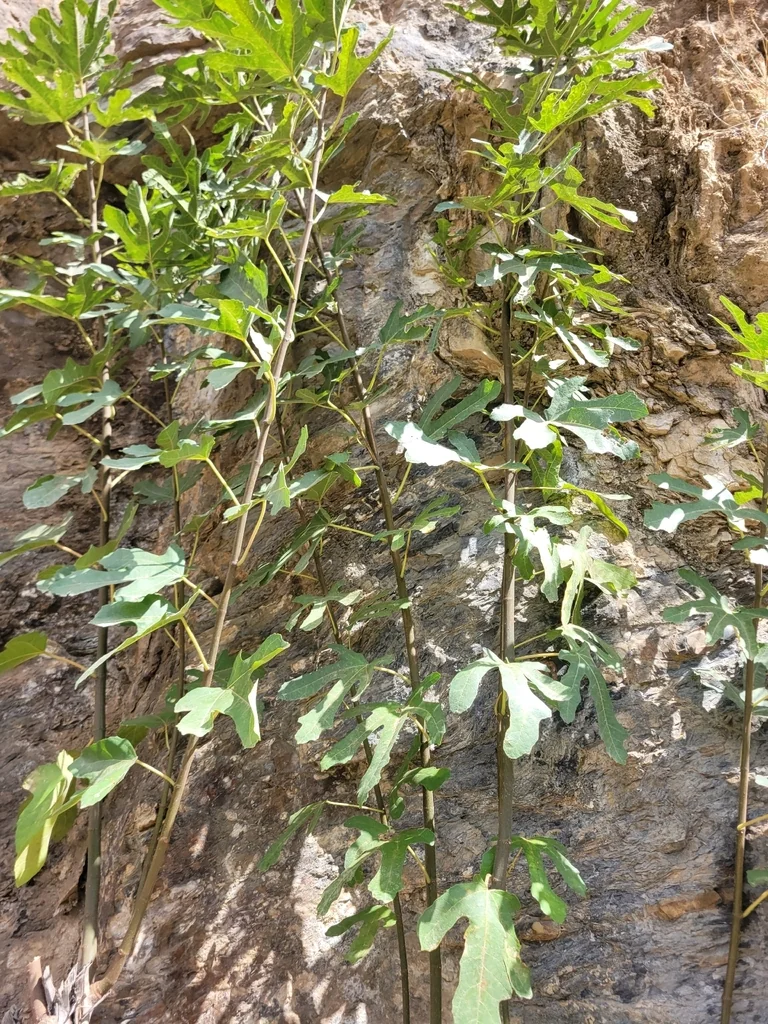 Ficus Carica