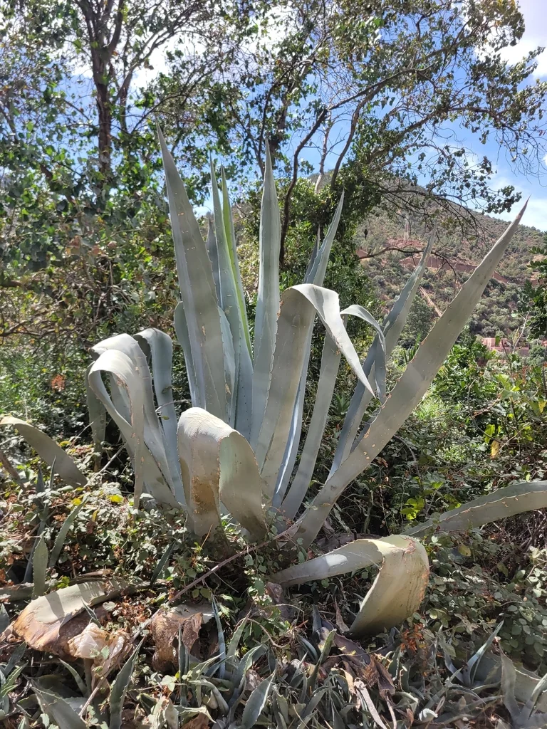 Agave Americana V. Marginata