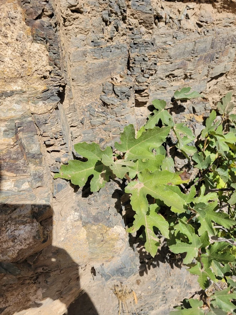 Ficus Carica