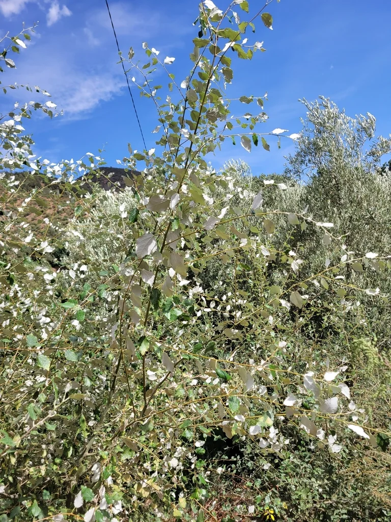 Populus Alba