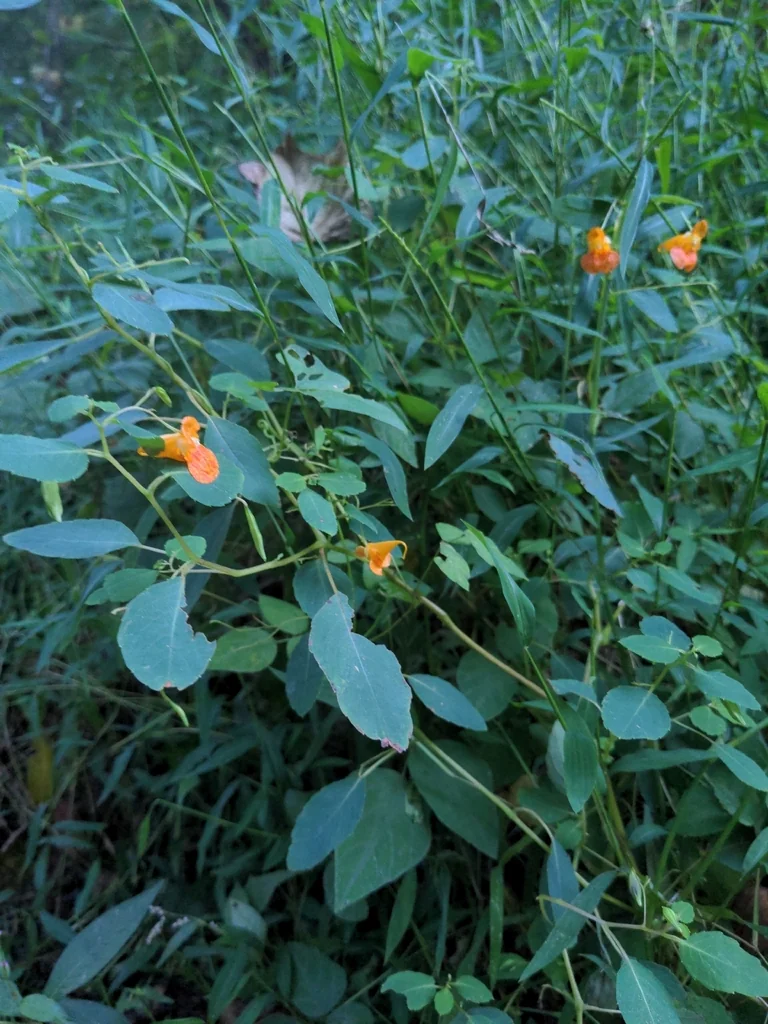 Impatiens Capensis
