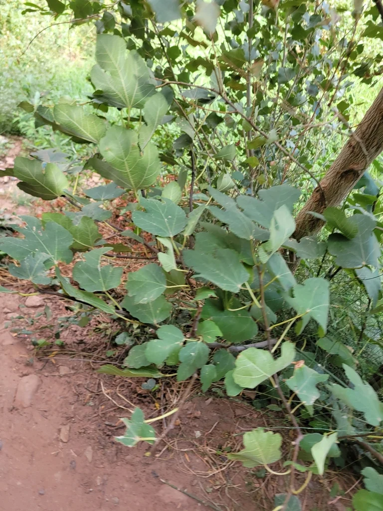 Ficus Carica