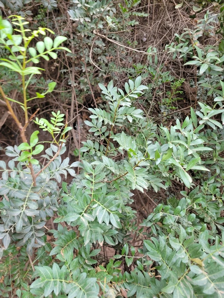 Pistacia Lentiscus
