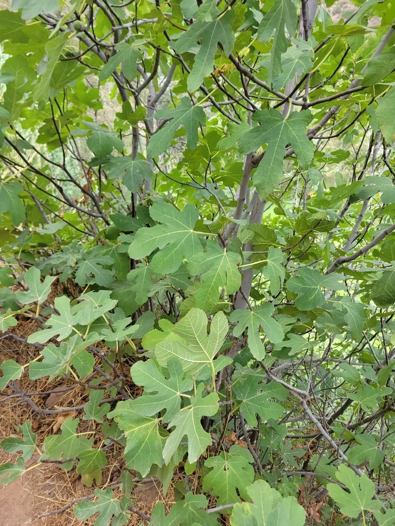 Ficus Carica