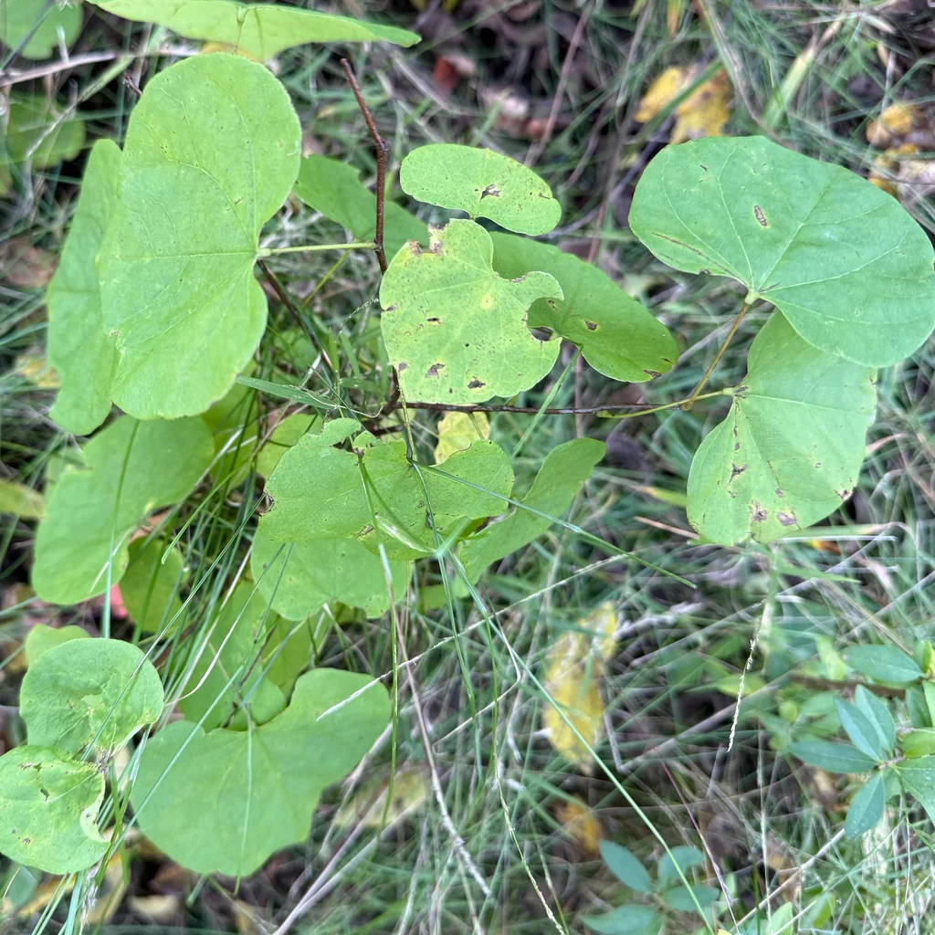 Cercis Canadensis