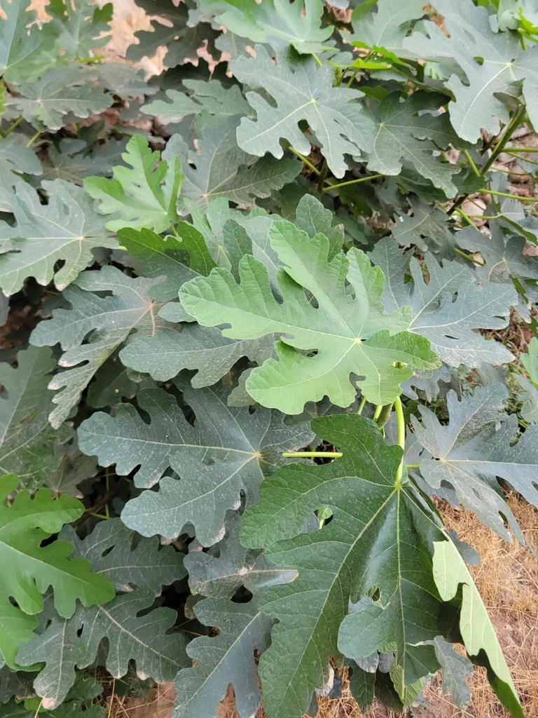 Ficus Carica