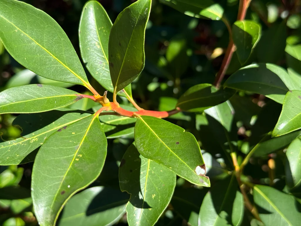 Kalmia Latifolia