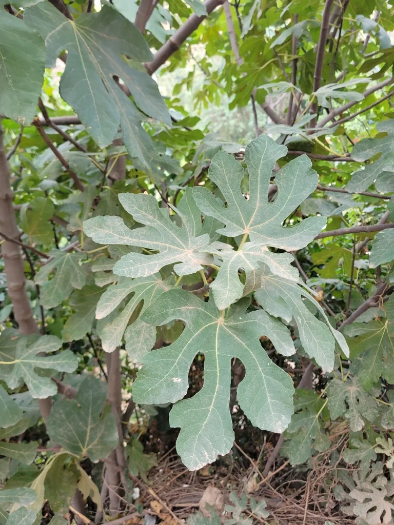 Ficus Carica