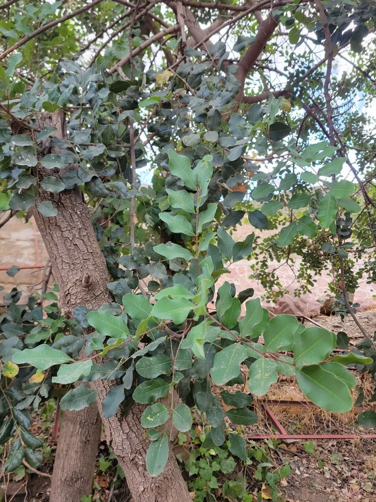 Ceratonia Siliqua
