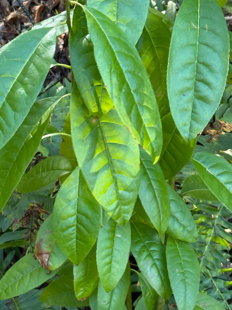 Oxydendrum Arboreum