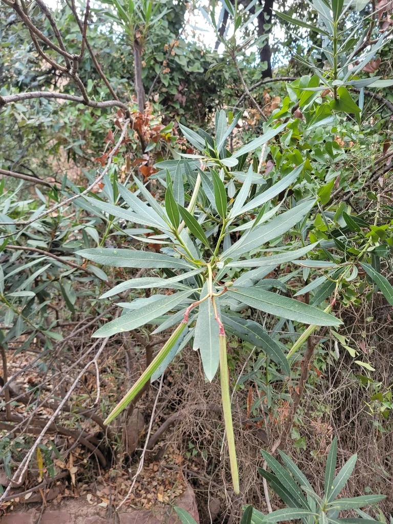 Nerium Oleander