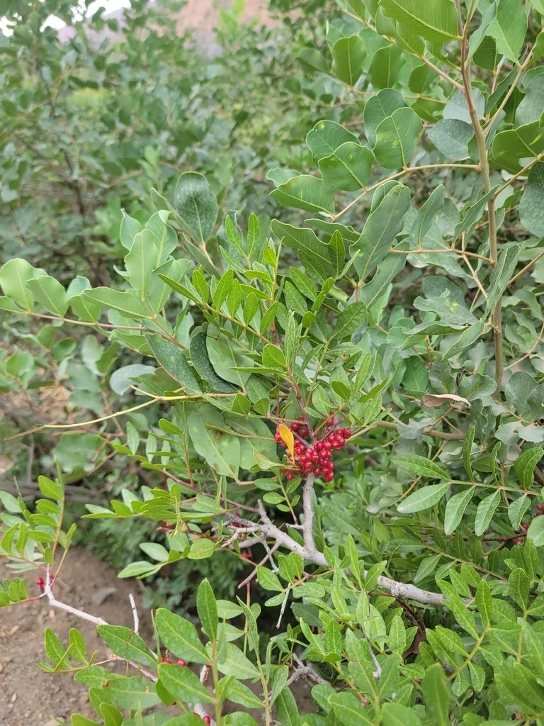 Pistacia Lentiscus