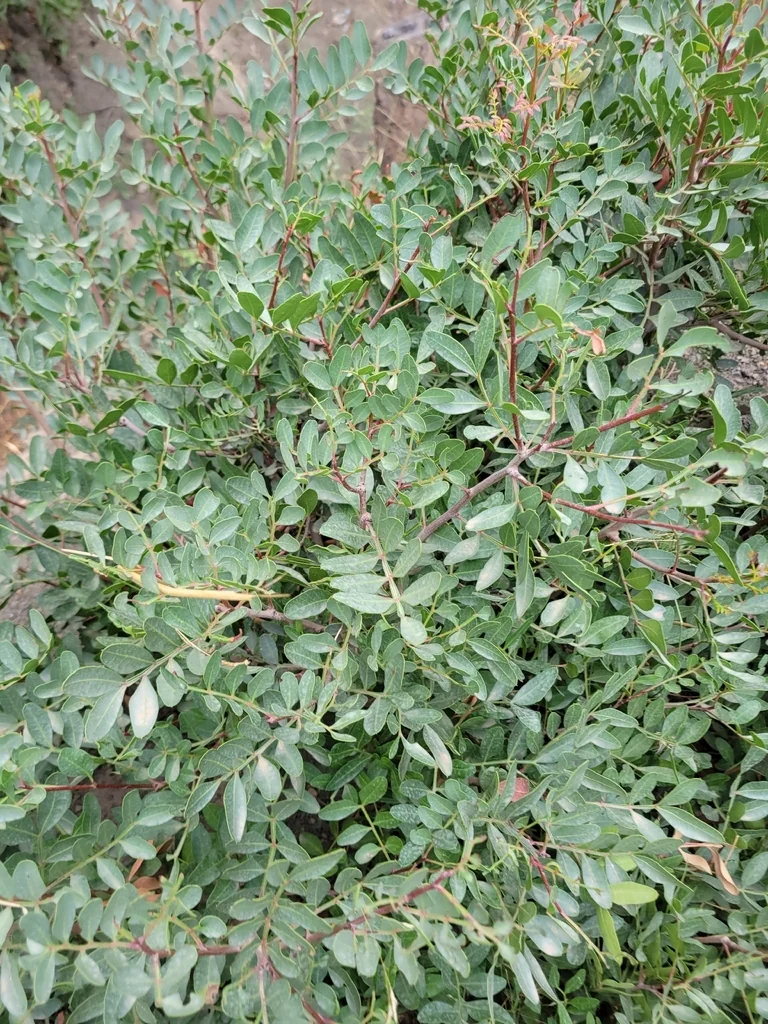 Pistacia Lentiscus