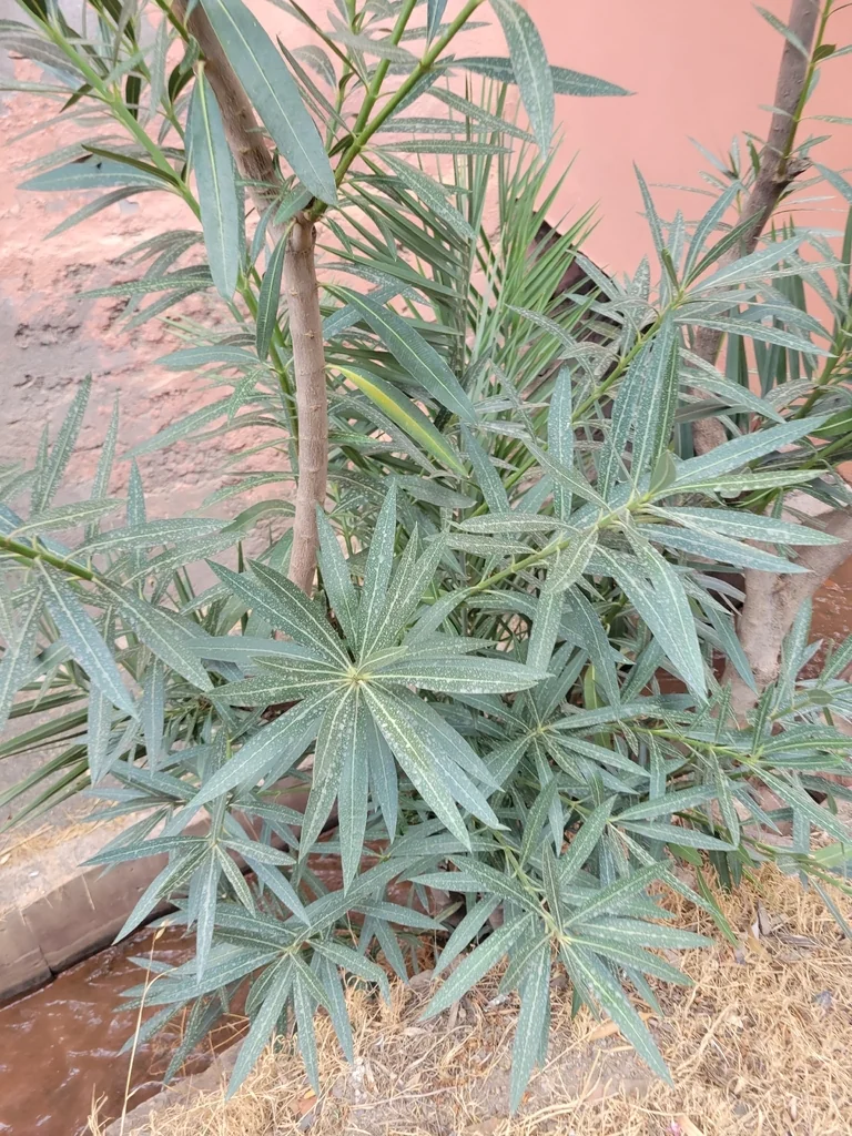 Nerium Oleander