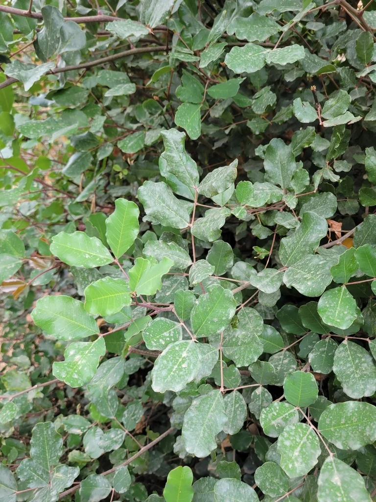 Ceratonia Siliqua