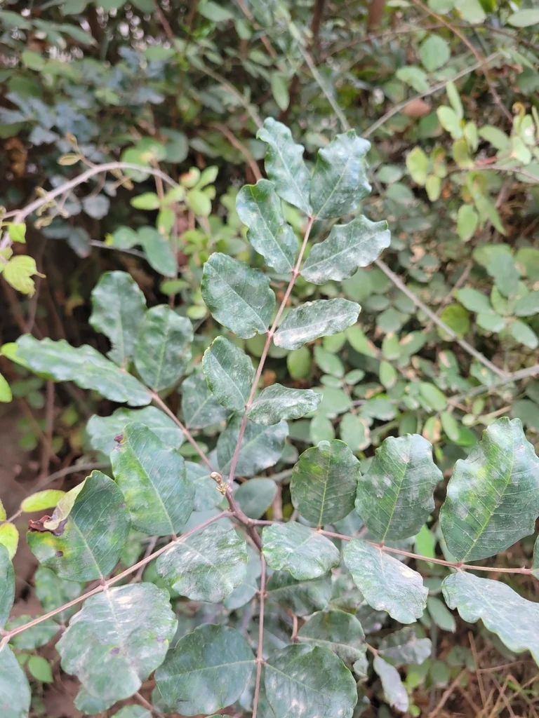 Ceratonia Siliqua