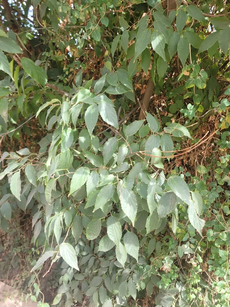 Celtis Australis