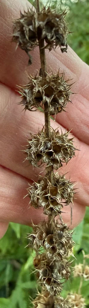 Leonurus Cardiaca