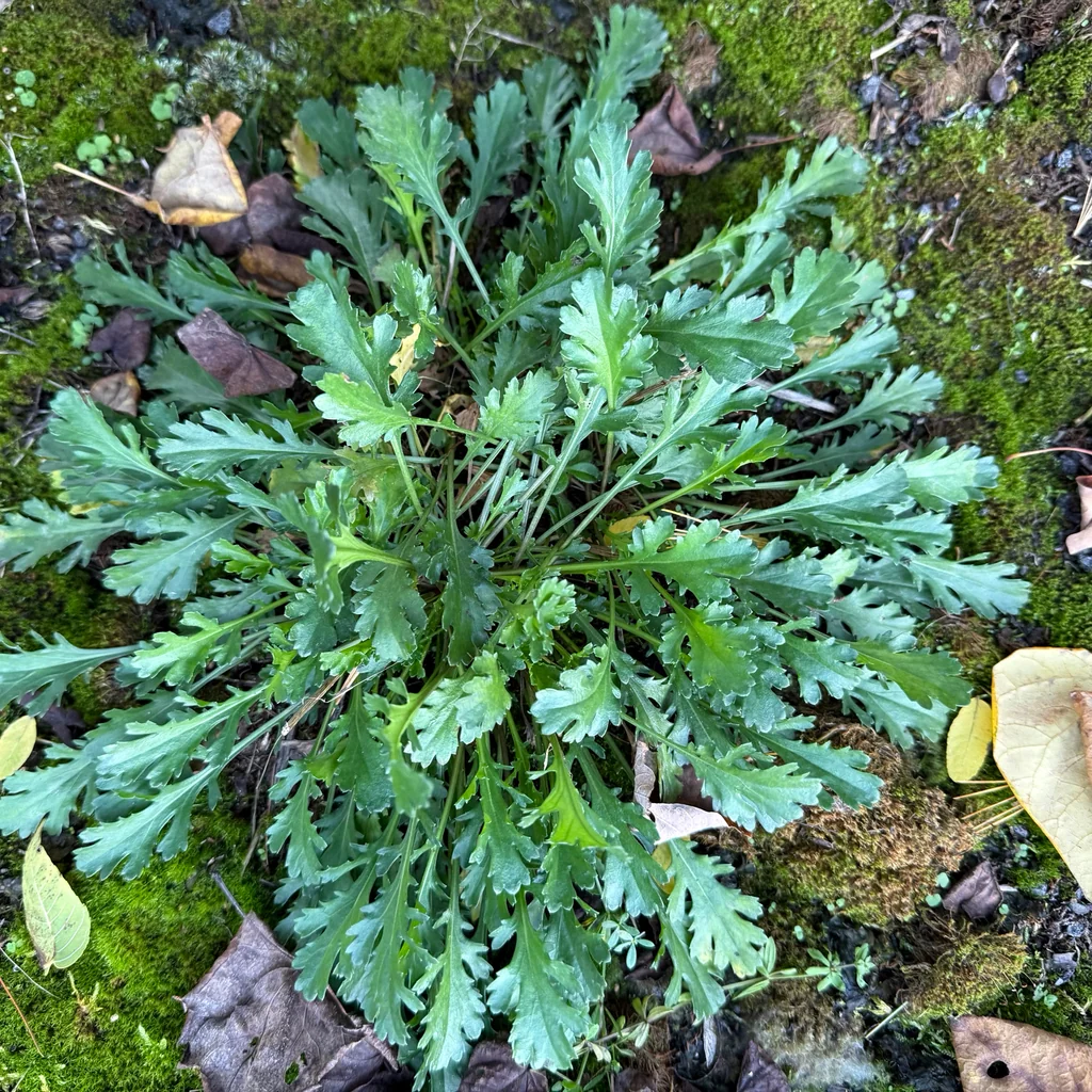 Chrysanthemum Leucanthemum