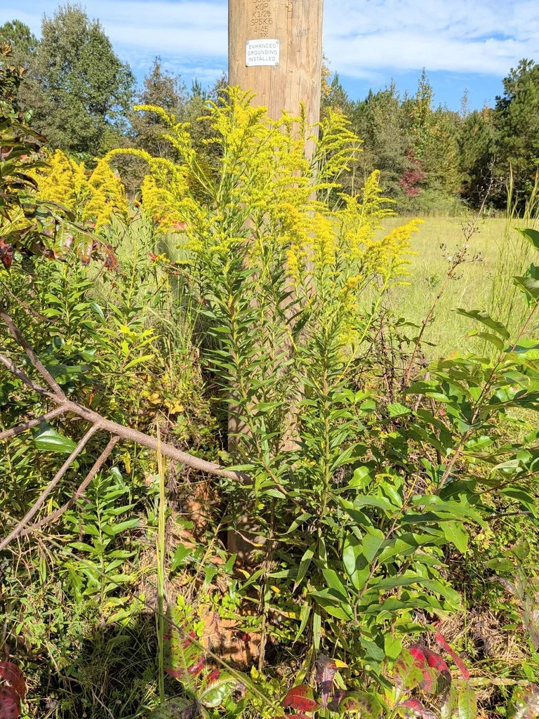 Solidago Altissima