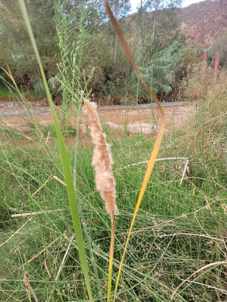 Typha Domingensis