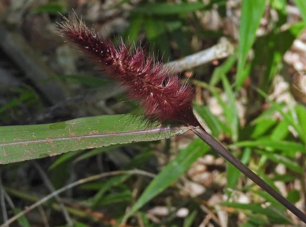 Pennisetum Purpureum