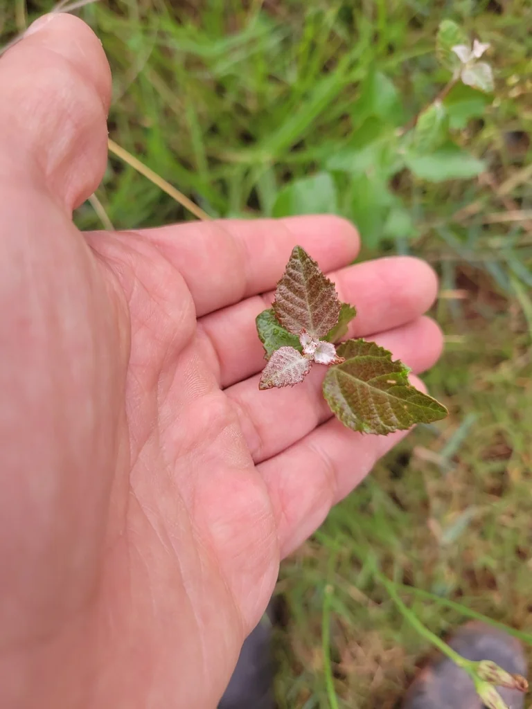 Populus Alba
