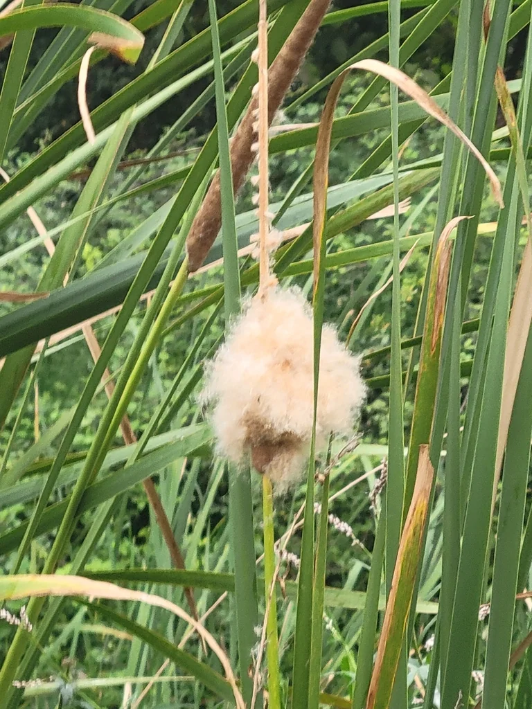 Typha Domingensis