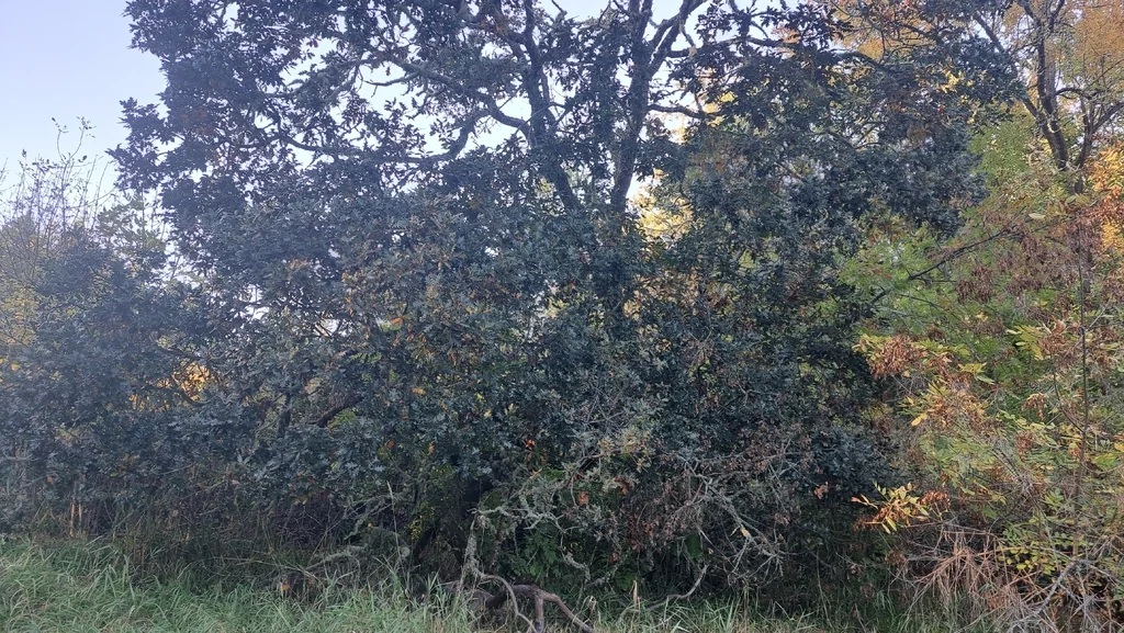 Quercus Garryana