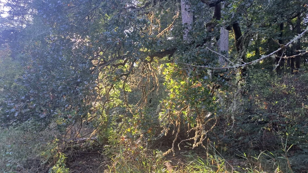 Quercus Garryana
