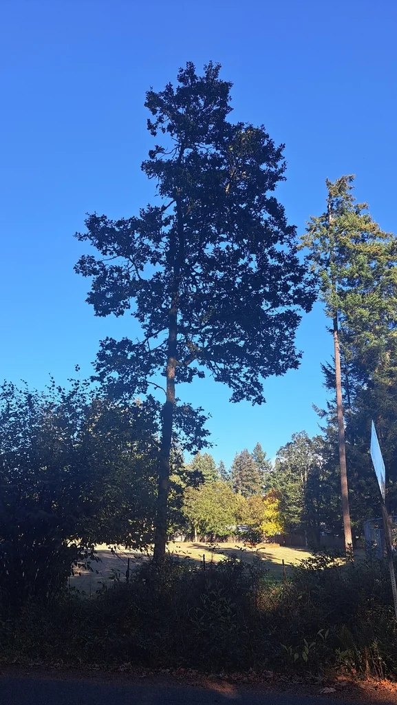 Quercus Garryana