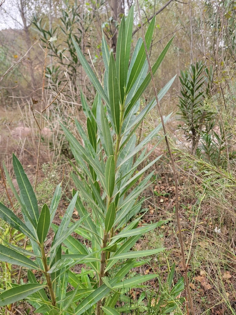Nerium Oleander