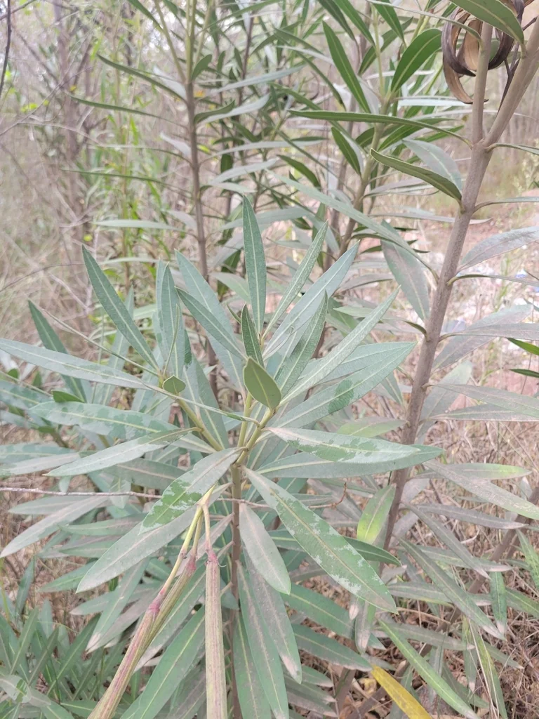 Nerium Oleander