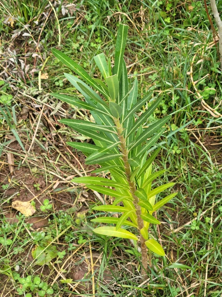 Nerium Oleander
