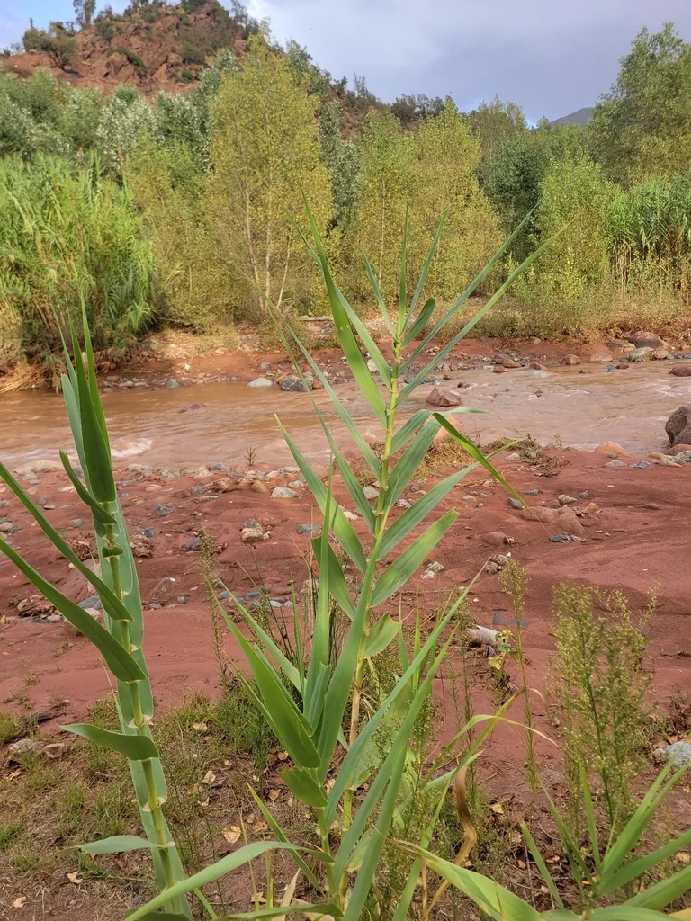 Arundo Donax