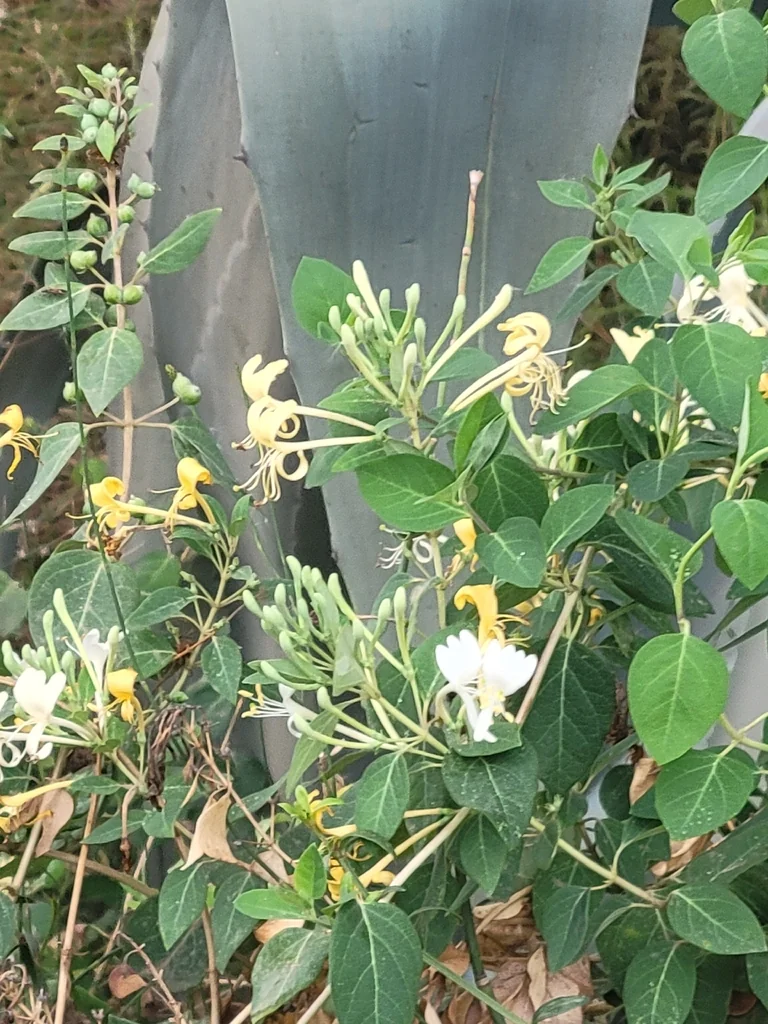 Lonicera Japonica