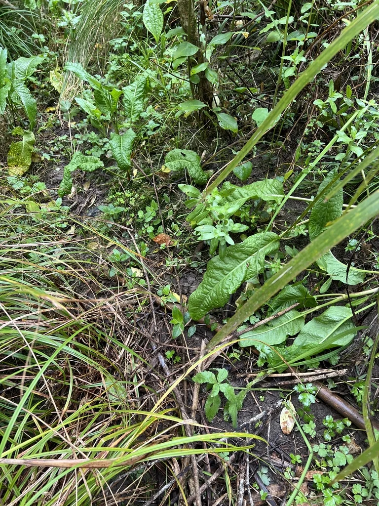 Tradescantia fluminensis
