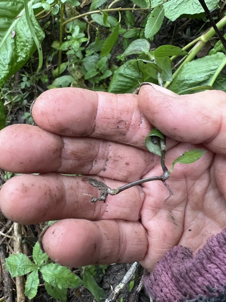 Tradescantia fluminensis