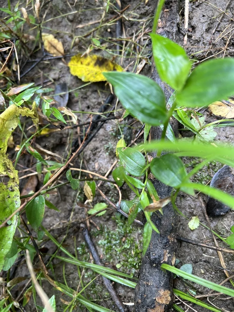 Tradescantia fluminensis