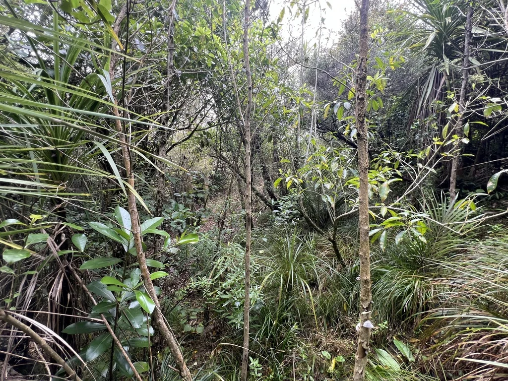 Corynocarpus Laevigatus