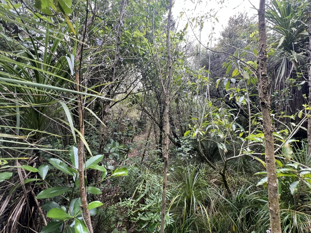 Cordyline australis