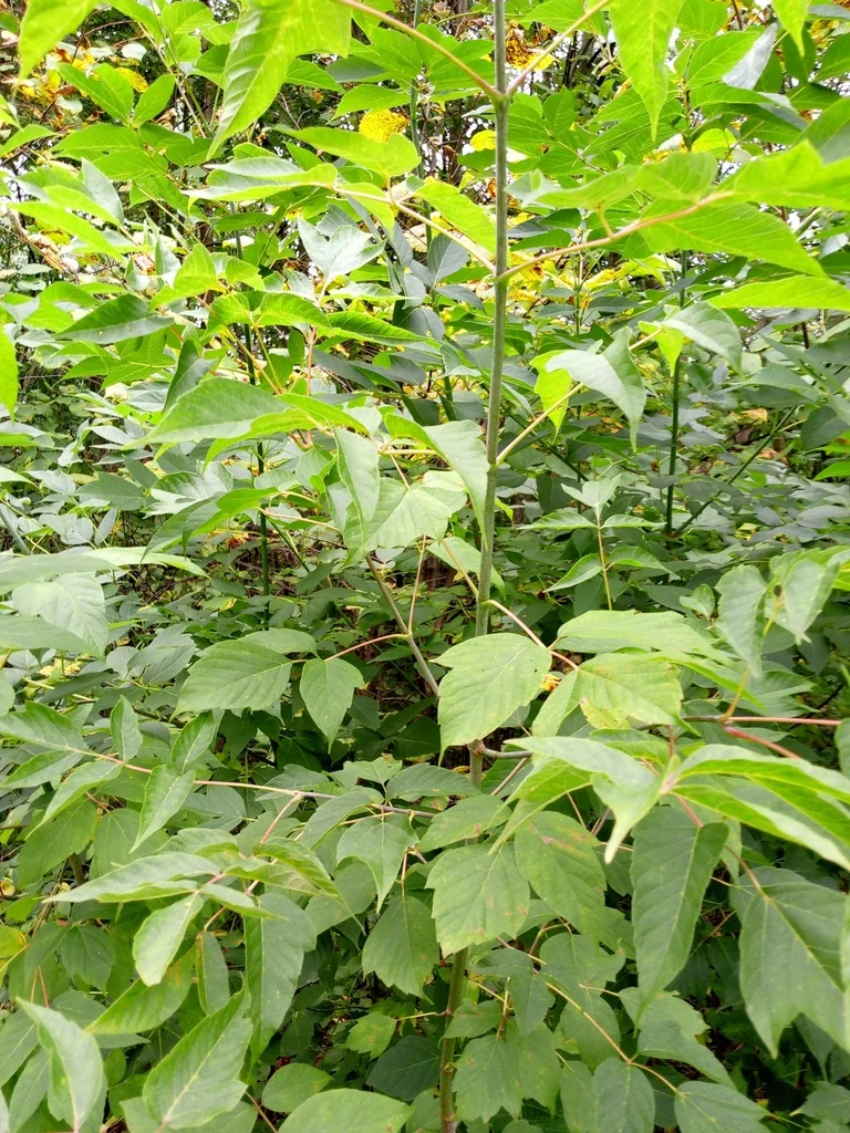 Acer Negundo